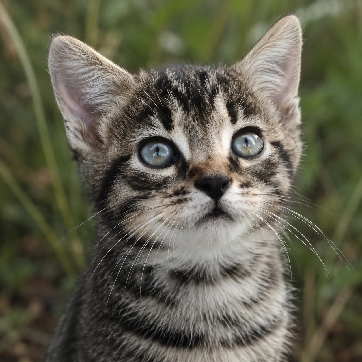 Foto tipo selfie de un gatito atigrado de ojos grandes mirando a la cámara